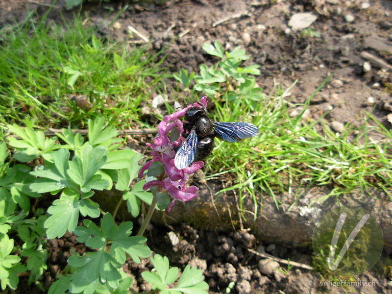 Blaue Holzbiene: Übersicht